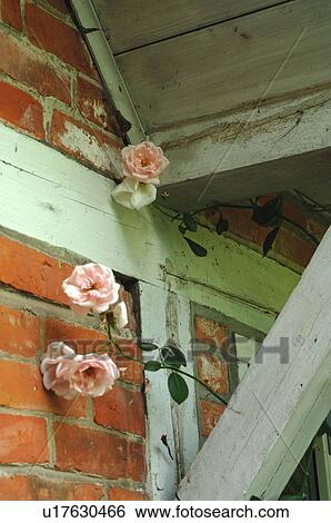 Stock Photograph - Roses under the roof of a timber-framed house. Fotosearch
