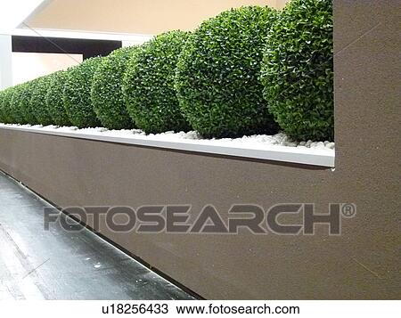 Row ox box trees View Large Photo Image Stock Image - Row ox box trees. Fotosearch