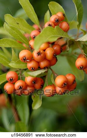 Sea buckthorn branch View Large Photo Image Stock Image - Sea buckthorn branch. Fotosearch