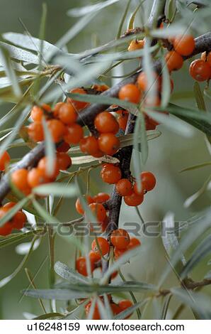 Sea buckthorn branch View Large Photo Image Stock Photo - Sea buckthorn branch. Fotosearch