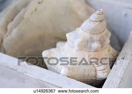 Stock Photo - Seashell in a box. Fotosearch