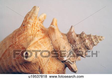 Stock Photo - Seashell. Fotosearch