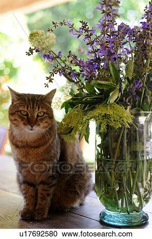 Sitting cat next to bunch of flowers View Large Photo Image Stock Image - Sitting cat next to bunch of flowers. Fotosearch