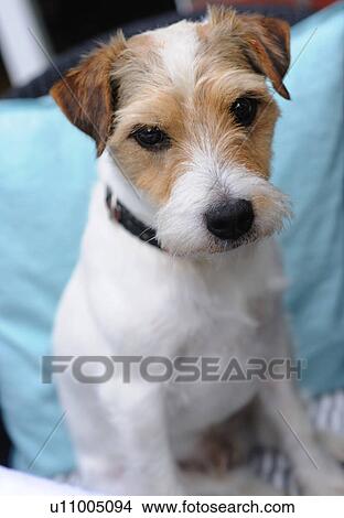 Sitting dog View Large Photo Image Picture - Sitting dog. Fotosearch