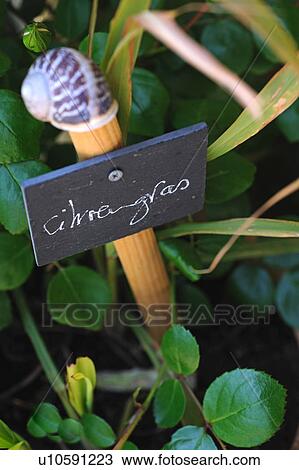 Stock Image - Snail shell and lemongrass. Fotosearch