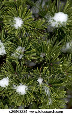 Snow on pine tree View Large Photo Image Stock Photography - Snow on pine tree. Fotosearch