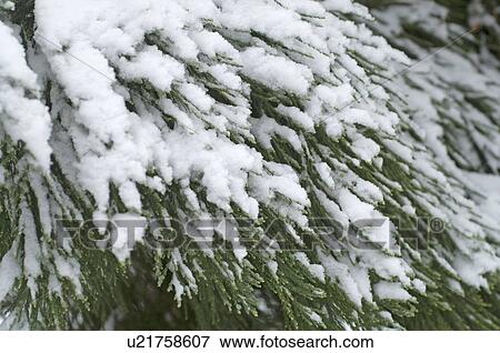 Stock Photo - Snowcapped conifer. Fotosearch