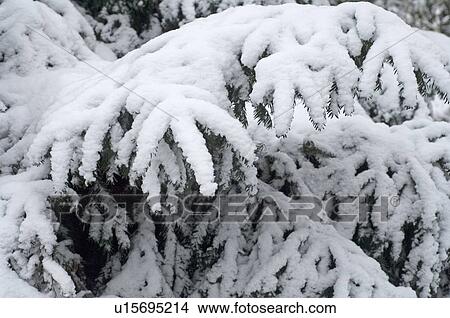 Snowcapped fir View Large Photo Image Picture - Snowcapped fir. Fotosearch