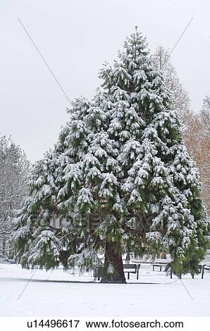Snowcapped fir View Large Photo Image Stock Photo - Snowcapped fir. Fotosearch