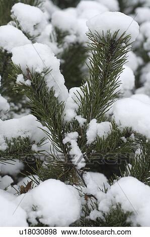 Stock Photo - Snowcapped twig of a pine. Fotosearch