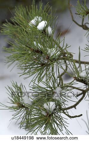 Stock Photo - Snowcapped twig of a pine. Fotosearch