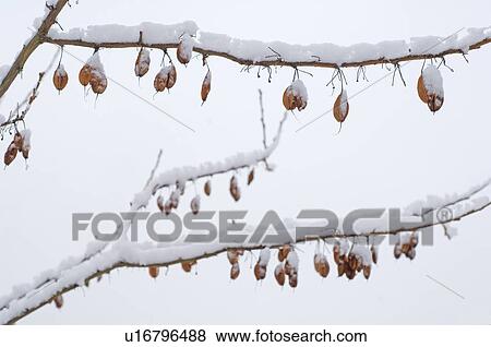 Stock Photo - Snowcapped twig of a tree. Fotosearch
