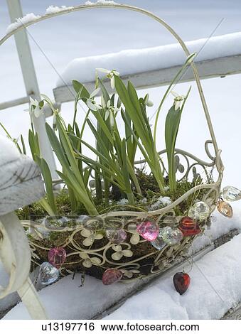 Stock Photograph - Snowdrops in a basket in snow. Fotosearch