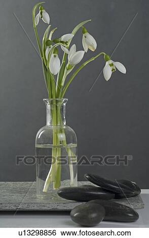 Snowdrops in a vase and stones View Large Photo Image Stock Photograph - Snowdrops in a vase and stones. Fotosearch