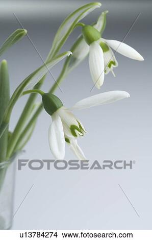 Picture - Snowdrops. Fotosearch