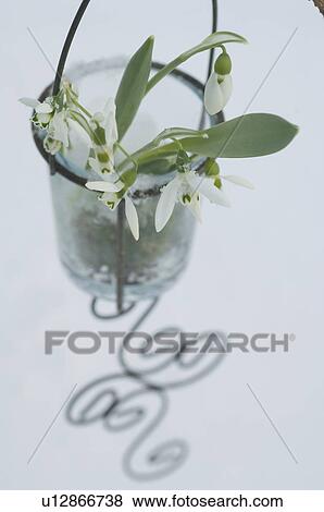 Stock Photo - Snowdrops. Fotosearch