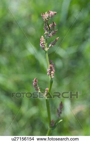 Picture - Stalk of a grass plant. Fotosearch