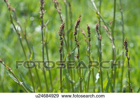 Stock Photo - Stalks of grasses. Fotosearch