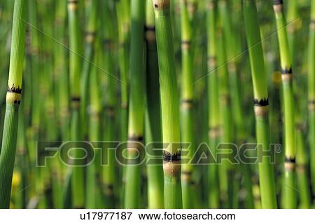 Stalks of horsetail View Large Photo Image Stock Photo - Stalks of horsetail. Fotosearch