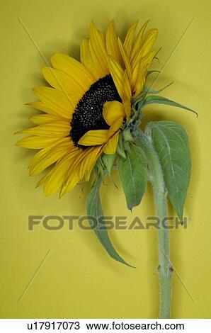 Sunflower View Large Photo Image Stock Image - Sunflower. Fotosearch