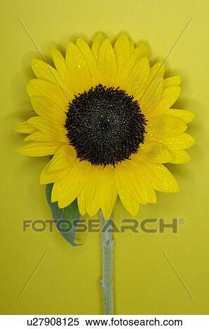Stock Photography - Sunflower. Fotosearch