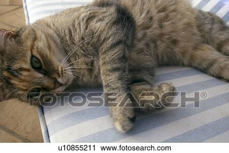 Tabby cat lying on cushion View Large Photo Image Stock Image - Tabby cat lying on cushion. Fotosearch