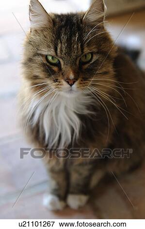 Stock Photo - Tabby cat sitting. Fotosearch
