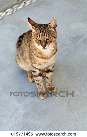 Tabby cat sitting View Large Photo Image Stock Photography - Tabby cat sitting. Fotosearch