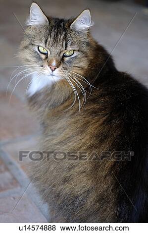 Stock Photo - Tabby cat. Fotosearch