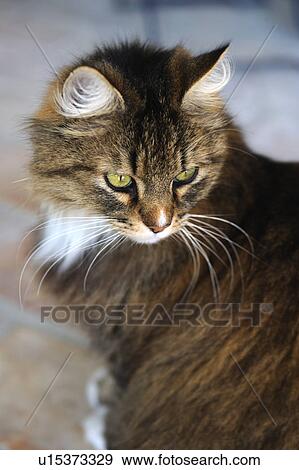 Stock Photo - Tabby cat. Fotosearch