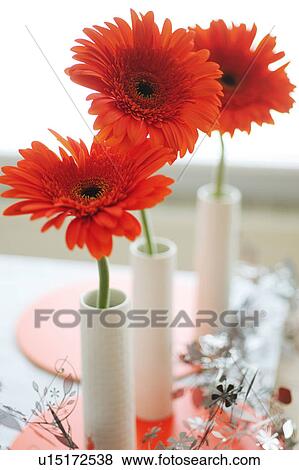 Stock Photo - Three blooming Gerberas. Fotosearch