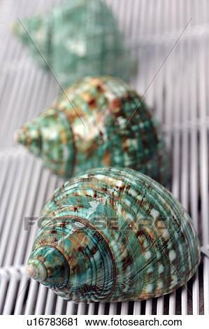 Stock Image - Three decorative snail shells. Fotosearch