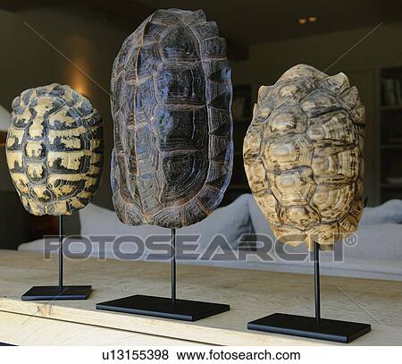 Three decorative tortoise shells View Large Photo Image Stock Photo - Three decorative tortoise shells. Fotosearch