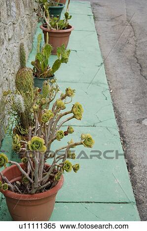 Stock Photography - Topfpflanzen. Fotosearch