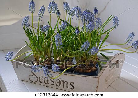 Picture - Tray with grape hyacinths. Fotosearch