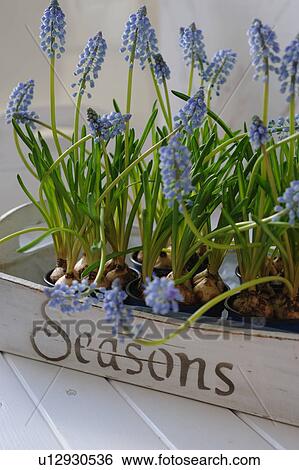 Stock Photograph - Tray with grape hyacinths. Fotosearch