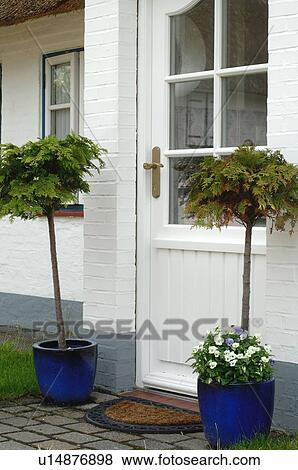 Trees in tubs at the front door View Large Photo Image Stock Photo - Trees in tubs at the front door. Fotosearch