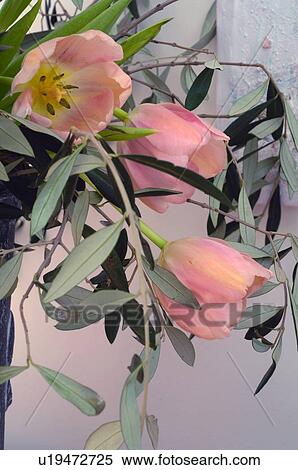 Tulip blossoms View Large Photo Image Stock Photography - Tulip blossoms. Fotosearch