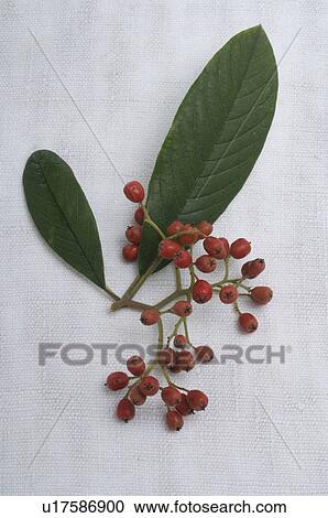 Twig with red berries View Large Photo Image Stock Image - Twig with red berries. Fotosearch