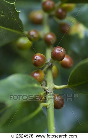 Stock Photo - Twig with red berries. Fotosearch