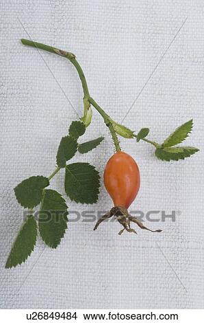 Picture - Twig with rose hip. Fotosearch
