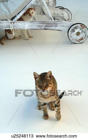 Two cats on terrace View Large Photo Image Stock Image - Two cats on terrace. Fotosearch