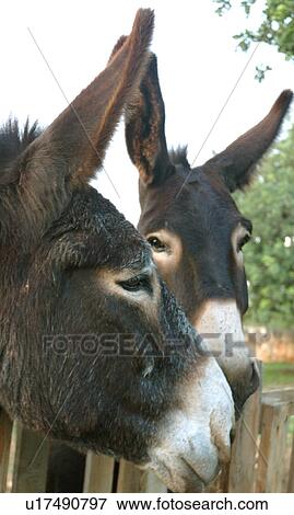 Two donkeys outdoors View Large Photo Image Stock Photo - Two donkeys outdoors. Fotosearch
