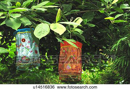 Two paper lanterns hanging on branch View Large Photo Image Stock Photograph - Two paper lanterns hanging on branch. Fotosearch
