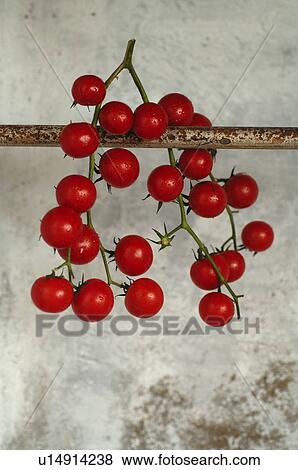 Vine Tomatoes View Large Photo Image Stock Photo - Vine Tomatoes. Fotosearch