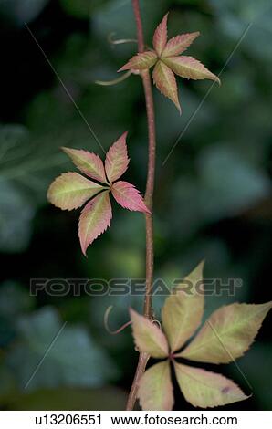 Stock Image - Virginia creeper leaves. Fotosearch