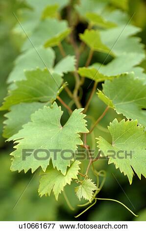 Virginia creeper leaves View Large Photo Image Stock Photo - Virginia creeper leaves. Fotosearch