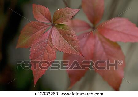 Stock Photo - Virginia creeper leaves. Fotosearch