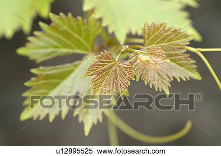 Stock Photography - Virginia creeper leaves. Fotosearch