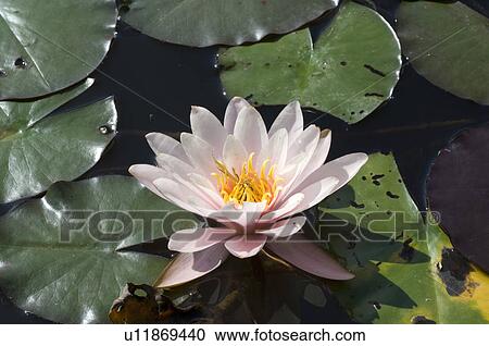 Stock Image - Water lily blossom. Fotosearch